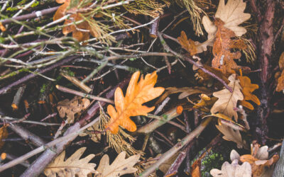 Max’s Two Words about Autism