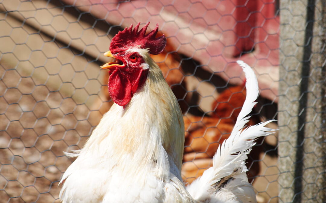 Are you prepared to encounter your rooster?