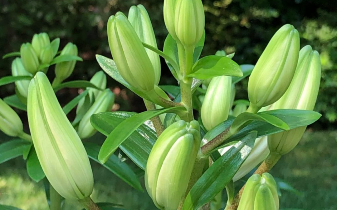 Five Stages of Spiritual Growth in Mental Illness