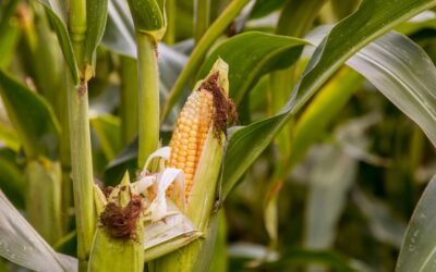 Sowing Seeds of Promise for My Daughter’s Future