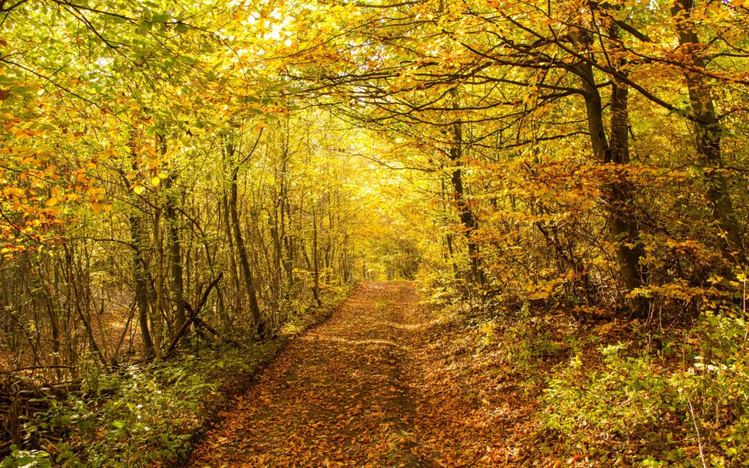 Soaking Up a Golden Moment of Joy