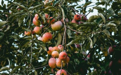 The Antidote to a Culture of Anger: Bearing Fruit