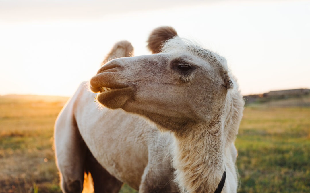 The Straw That Saved the Camel’s Back: Podcast Episode 007