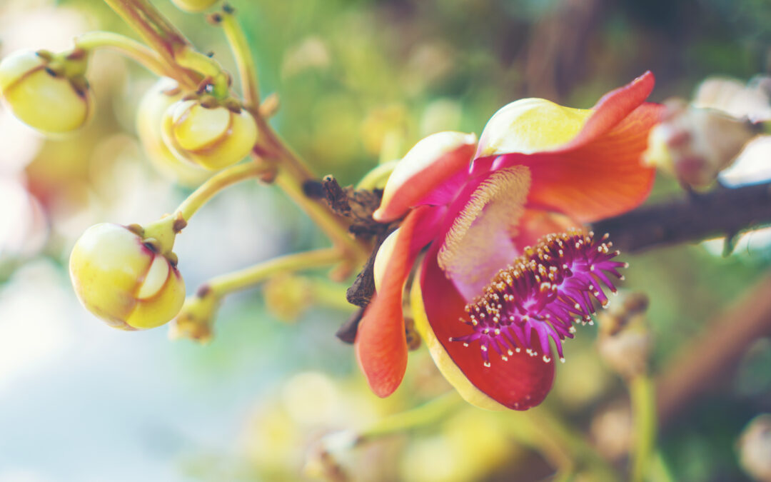 Resolutions to Serve Special Needs Families: Ep. 033