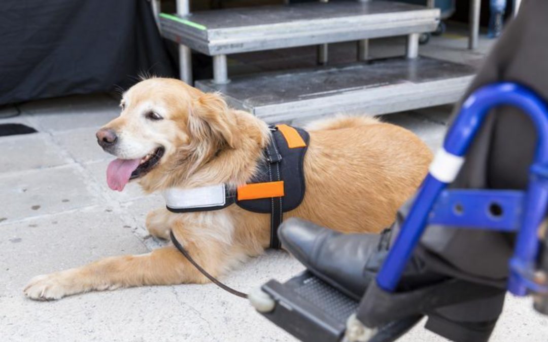 The Gift of Damon the Service Dog